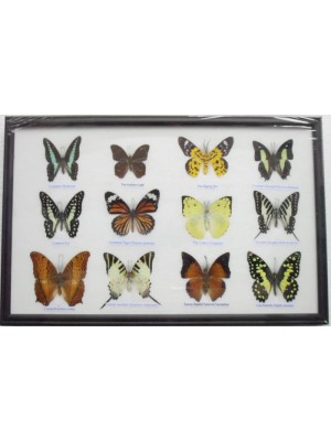 Real 12 Beautiful Mounted Framed Butterflies From Nature Gifts In Frame Taxidermy