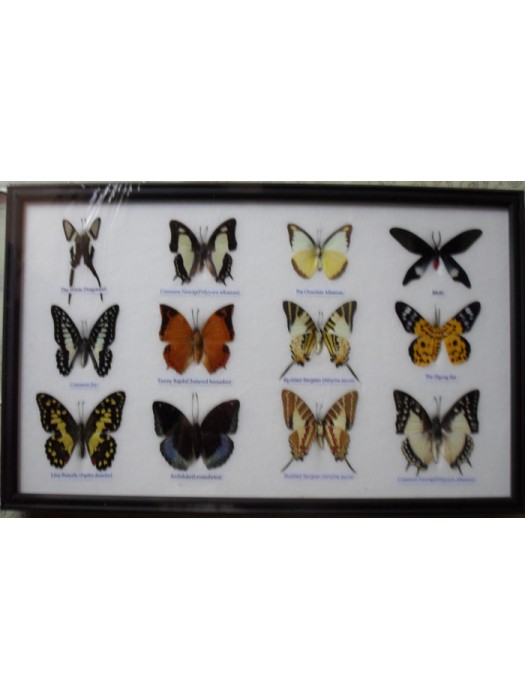 Real 12 Beautiful Mounted Framed Butterflies From Nature Gifts In Frame Taxidermy