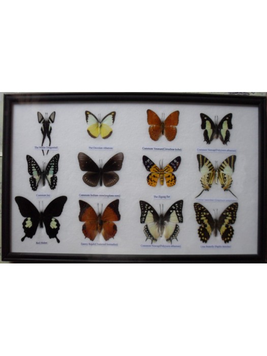 Real 12 Beautiful Mounted Framed Butterflies From Nature Gifts In Frame Taxidermy