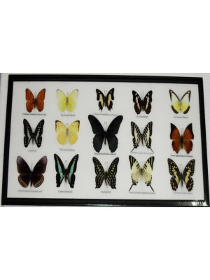 Real 15 Beautiful Framed Butterflies Art Collections In Glass From Thailand Taxidermy