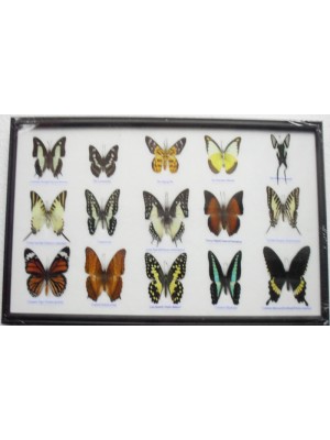 Real 15 Beautiful Framed Butterflies Art Collections In Glass From Thailand Taxidermy