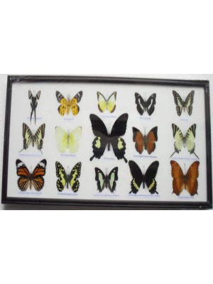 Real 15 Beautiful Framed Butterflies Art Collections In Glass From Thailand Taxidermy