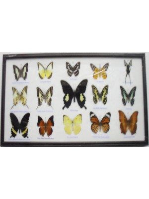 Real 15 Beautiful Framed Butterflies Art Collections In Glass From Thailand Taxidermy