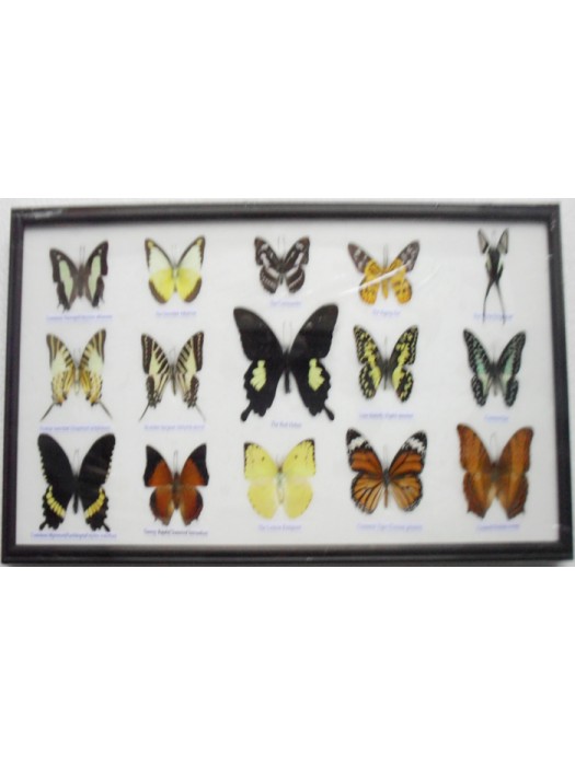 Real 15 Beautiful Framed Butterflies Art Collections In Glass From Thailand Taxidermy