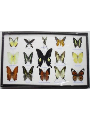 Real 15 Beautiful Framed Butterflies Art Collections In Glass From Thailand Taxidermy
