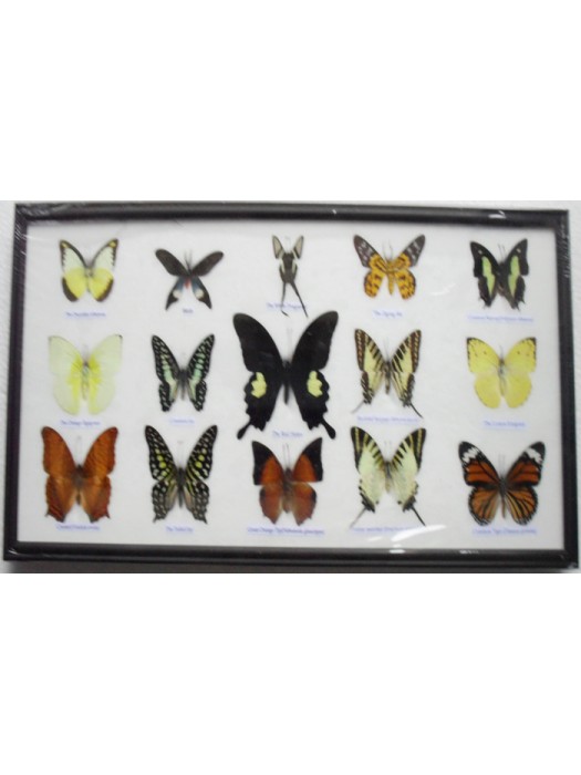 Real 15 Beautiful Framed Butterflies Art Collections In Glass From Thailand Taxidermy