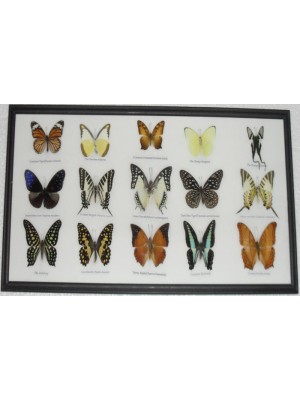 Real 15 Beautiful Framed Butterflies Art Collections In Glass From Thailand Taxidermy