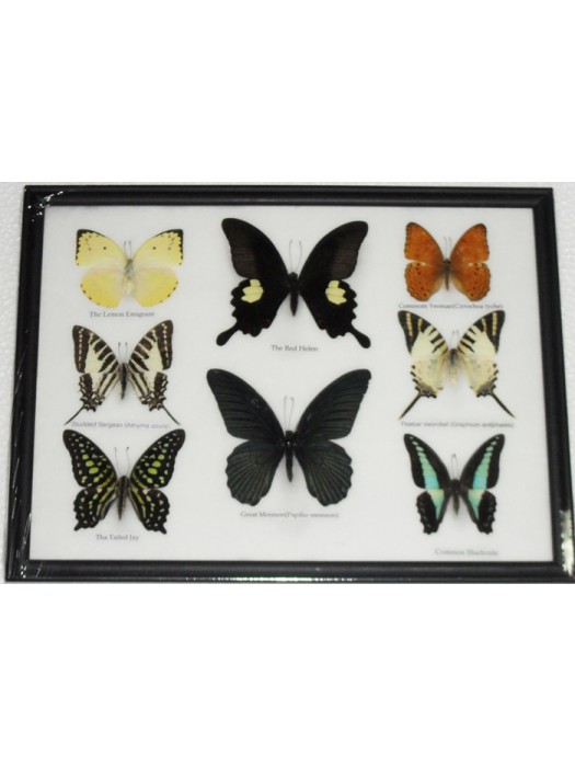 Real 8 Beautiful Framed Butterfly Shop For Sale Collections Gifts Taxidermy