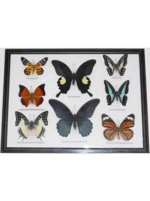 Real 8 Beautiful Framed Butterfly Shop For Sale Collections Gifts Taxidermy