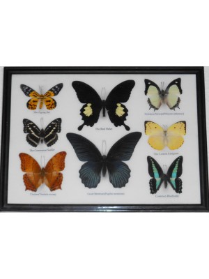 Real 8 Beautiful Framed Butterfly Shop For Sale Collections Gifts Taxidermy