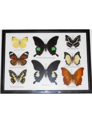 Real 8 Beautiful Framed Butterfly Shop For Sale Collections Gifts Taxidermy