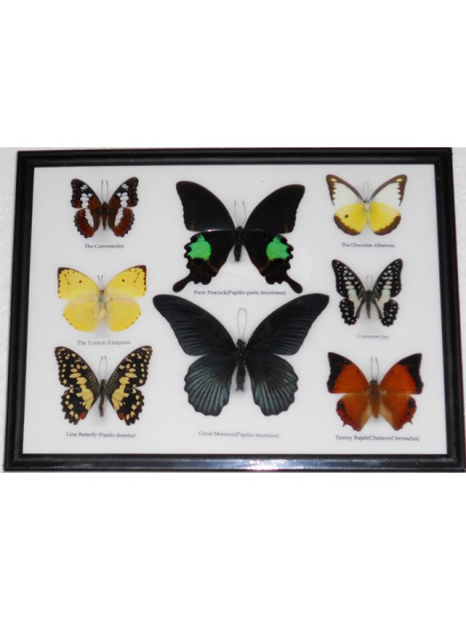 Real 8 Beautiful Framed Butterfly Shop For Sale Collections Gifts Taxidermy