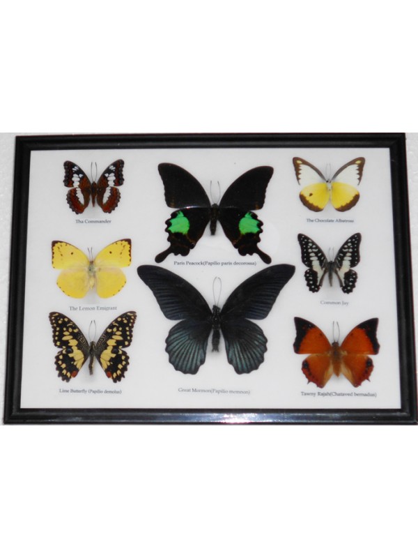 NEW GIFT BOXED TAXIDERMY DISPLAY FRAMED COLLECTION 4 BUTTERFLIES REAL SPECIMENS 