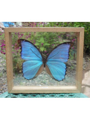 REAL MORPHO Butterfly Taxidermy Double Glass in Frame