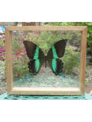  REAL BLUMEI BUTTERFLY Taxidermy Double Glass in Frame