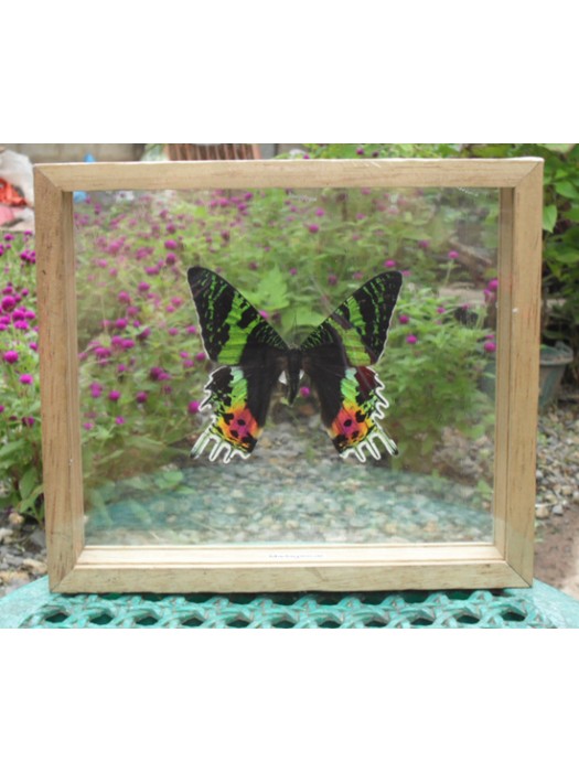 REAL MADAGASCAR BUTTERFLY Taxidermy Double Glass in Frame