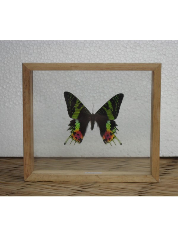 REAL MADAGASCAR BUTTERFLY Taxidermy Double Glass in Frame