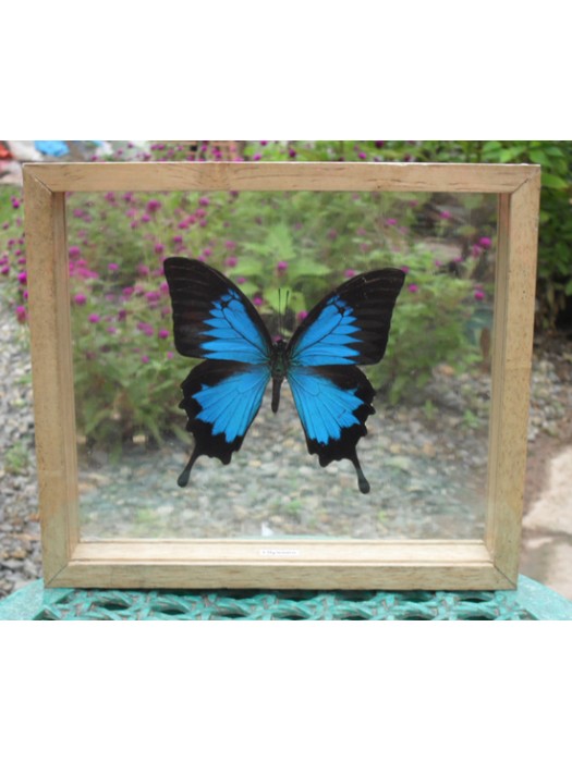 REAL ULYSSES BUTTERFLY Taxidermy Double Glass in Frame