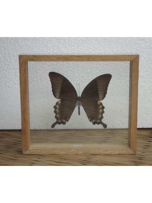 REAL ULYSSES BUTTERFLY Taxidermy Double Glass in Frame