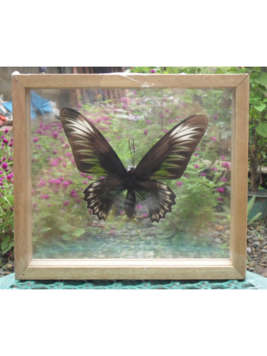 REAL BLUEKIANA BUTTERFLY Taxidermy Double Glass in Frame