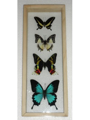 4 REAL mixed BUTTERFLIES Taxidermy Double Glass in Frame