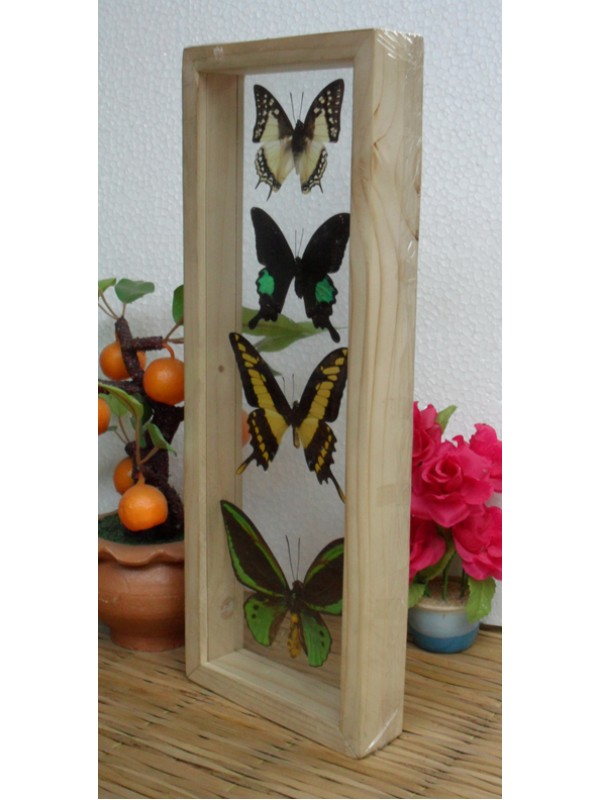 4 REAL mixed BUTTERFLIES Taxidermy Double Glass in Frame