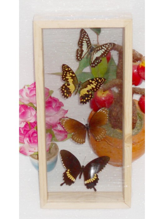 4 REAL mixed BUTTERFLIES Taxidermy Double Glass in Frame
