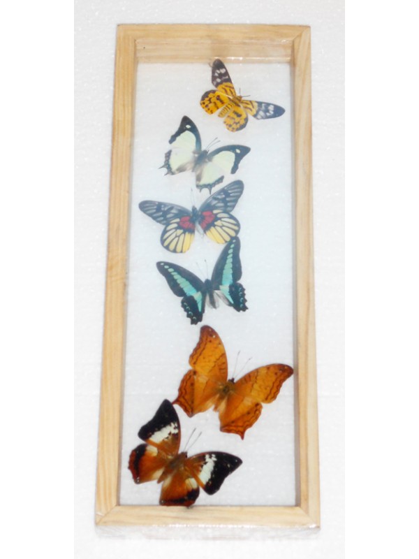 6 REAL mixed BUTTERFLIES Taxidermy Double Glass in Frame