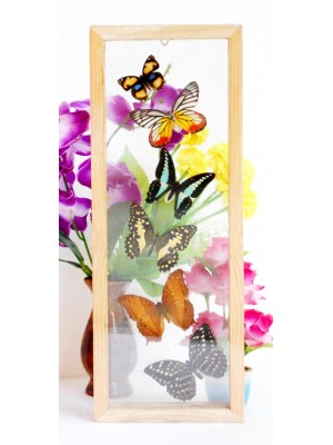 6 REAL mixed BUTTERFLIES Taxidermy Double Glass in Frame