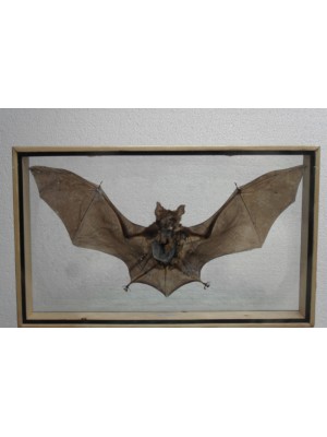 REAL HORSESHOE BAT Insect taxidermy Double Glass Frame