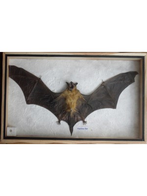 REAL HAIRLESS BAT Insect Taxidermy in wooden box