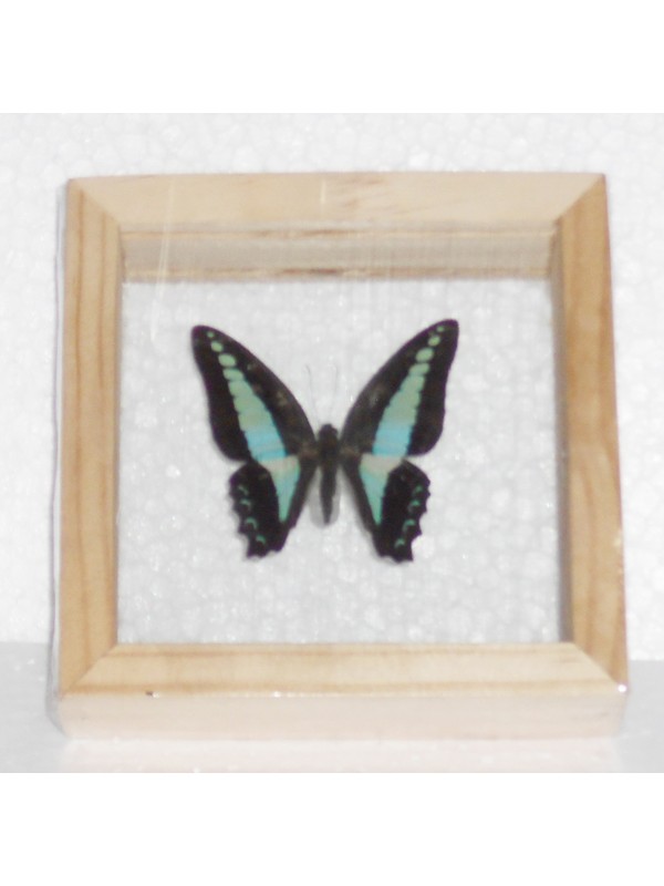 Real Single Butterfly The common Bluebottle Taxidermy Double glass in framed