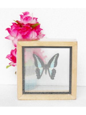 Real Single Butterfly The common Bluebottle Taxidermy Double glass in framed