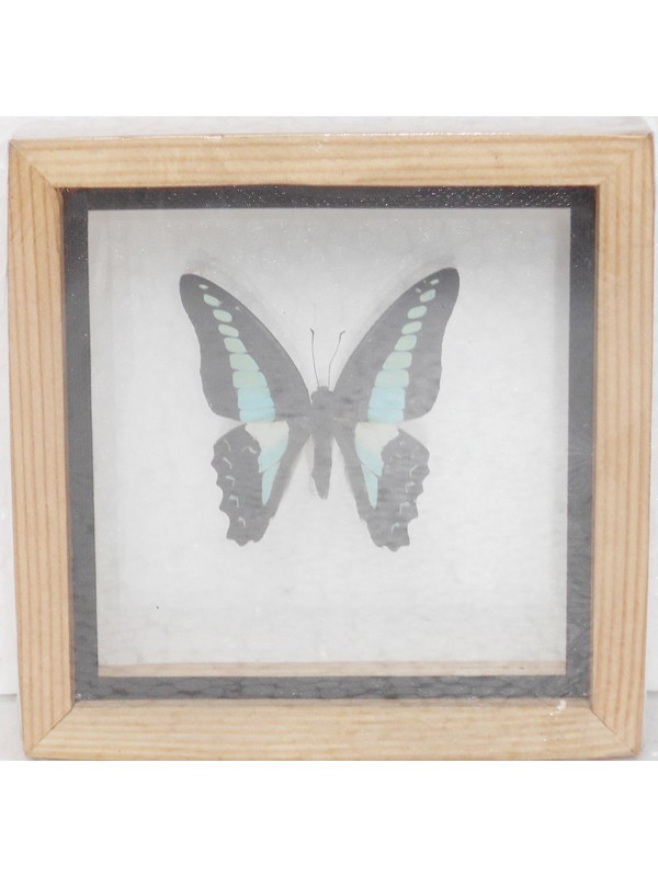 Real Single Butterfly The common Bluebottle Taxidermy Double glass in framed