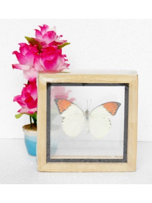 Real Single Butterfly The Great Orange Tip Taxidermy Double glass in framed