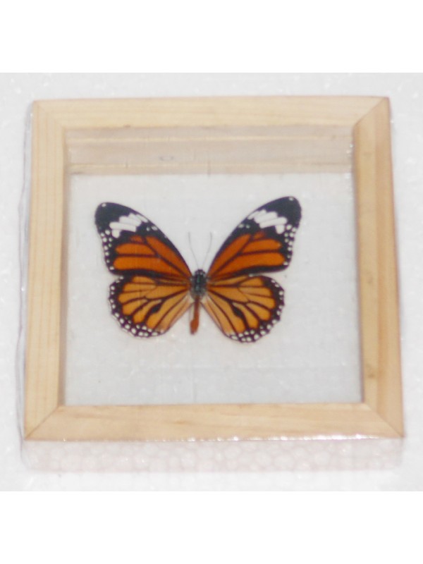Real The Common Tiger Danaus genutia Butterfly insect Collectible Taxidermy Double glass in framed