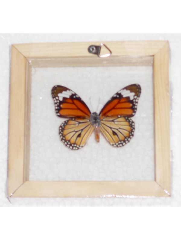 Real The Common Tiger Danaus genutia Butterfly insect Collectible Taxidermy Double glass in framed