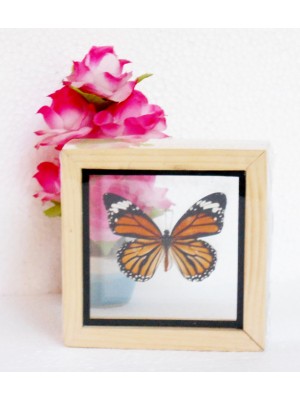 Real The Common Tiger Danaus genutia Butterfly insect Collectible Taxidermy Double glass in framed