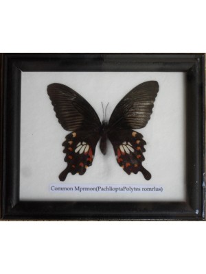 Real Single Common Mormon Butterfly Taxidermy in Frame