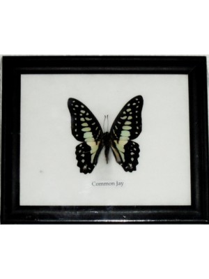 Real Single Common Jay Butterfly Taxidermy in Frame