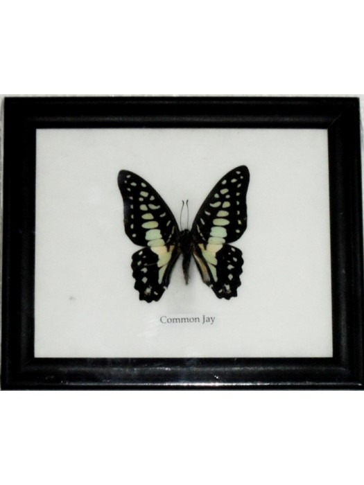 Real Single Common Jay Butterfly Taxidermy in Frame