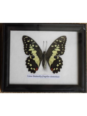 Real Single Lime butterfly Taxidermy in Frame