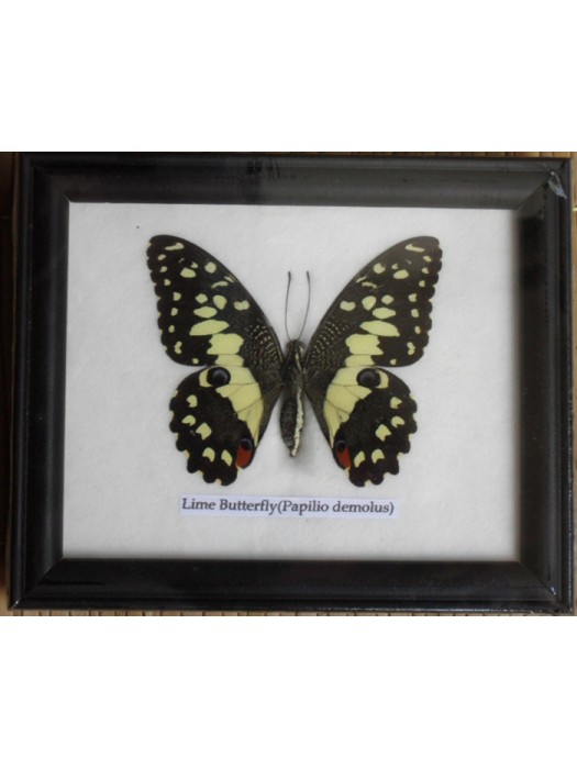Real Single Lime butterfly Taxidermy in Frame