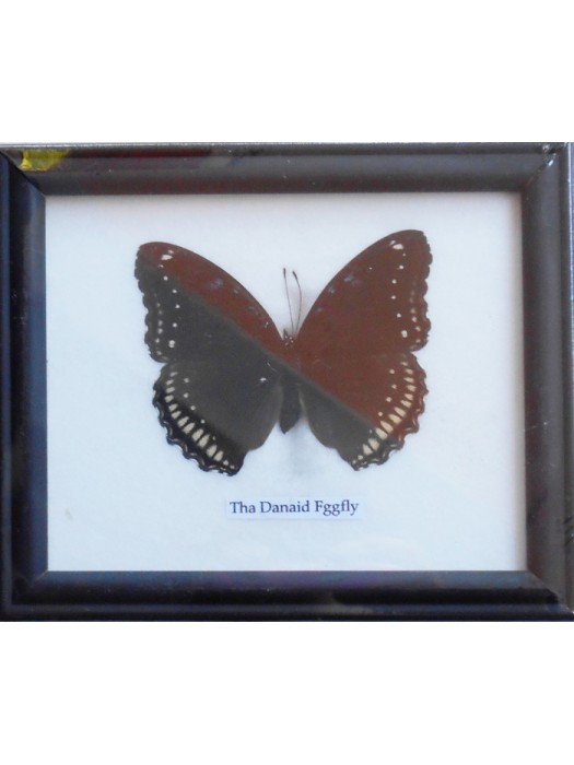 Real Single Danaid Eggfly Butterfly Butterfly Taxidermy in Frame