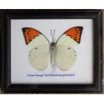 Real Single Great Orange Tip Butterfly Taxidermy in Frame