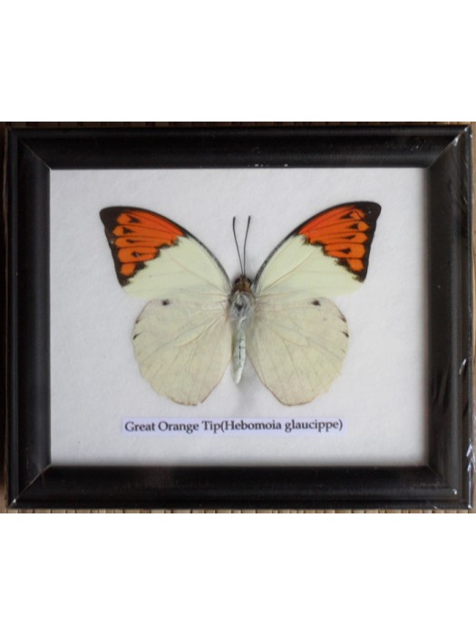 Real Single Great Orange Tip Butterfly Taxidermy in Frame