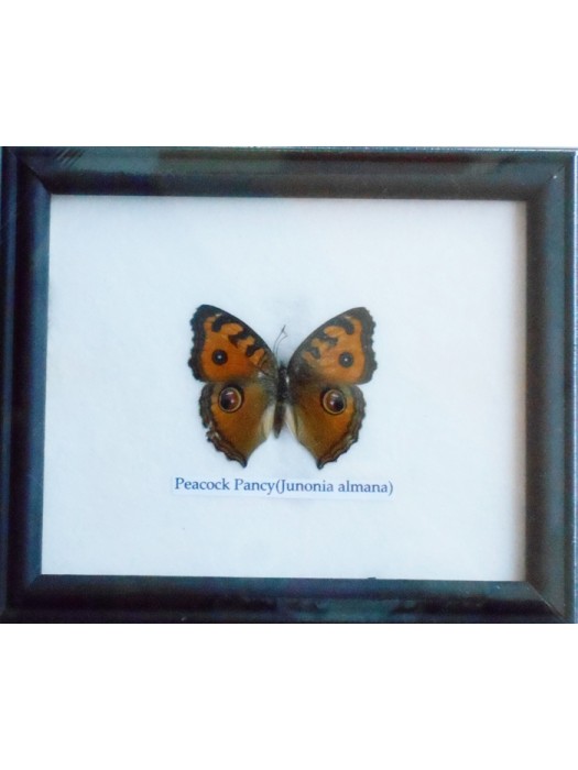 Real Single Peacock Pansy Butterfly Taxidermy in Frame