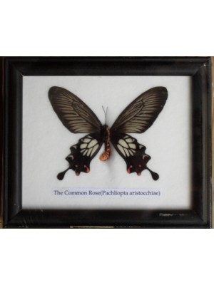 Real Single The Common Rose butterfly Taxidermy in Frame