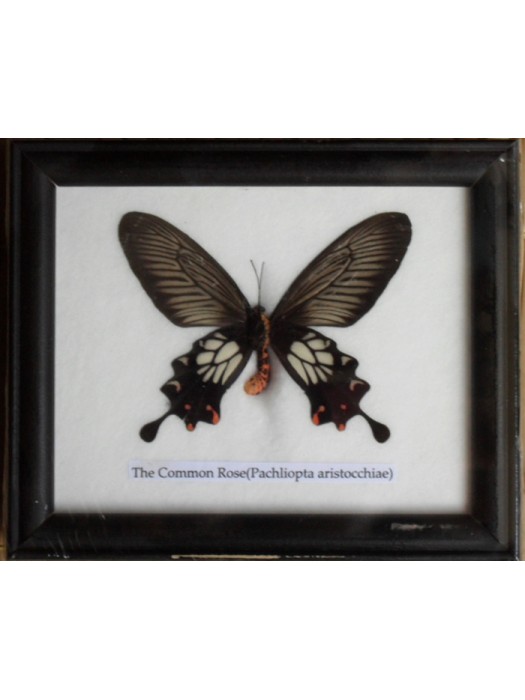 Real Single The Common Rose butterfly Taxidermy in Frame