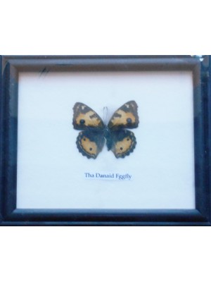 Real Single Danaid Eggfly Butterfly Taxidermy in Frame